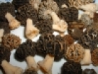 Morilles